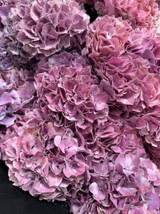 LJUVLIG HORTENSIA