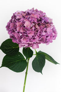 LJUVLIG HORTENSIA