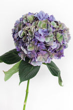 LJUVLIG HORTENSIA