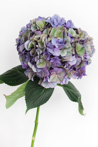 LJUVLIG HORTENSIA