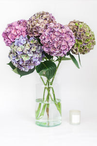 LJUVLIG HORTENSIA