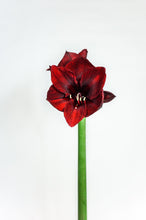 AMARYLLIS VIT