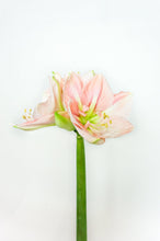 AMARYLLIS VIT