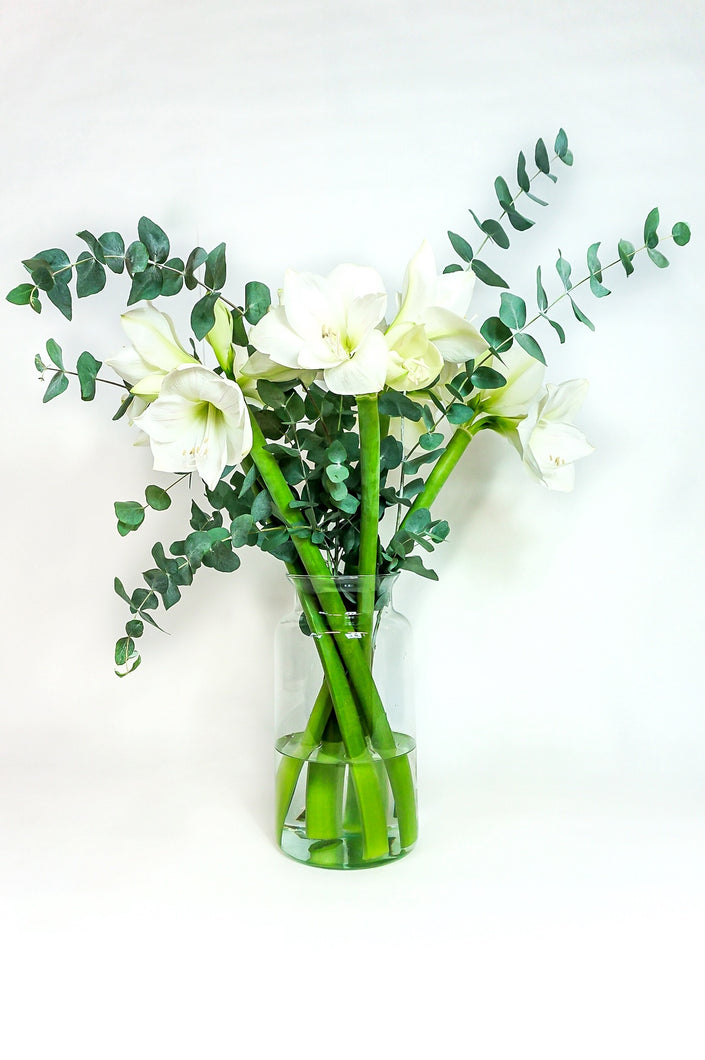 AMARYLLIS MED EUCALYPTUS