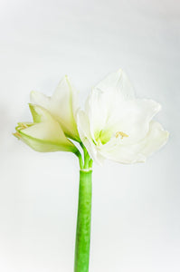 AMARYLLIS VIT