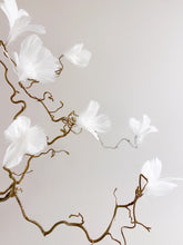 ORMHASSEL MED BLOMSTERFJÄDRAR