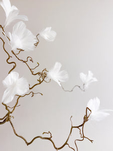 ORMHASSEL MED BLOMSTERFJÄDRAR