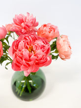 CORAL CHARM PIONER