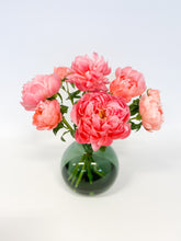 CORAL CHARM PIONER