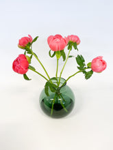 CORAL CHARM PIONER
